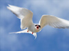 Artic tern